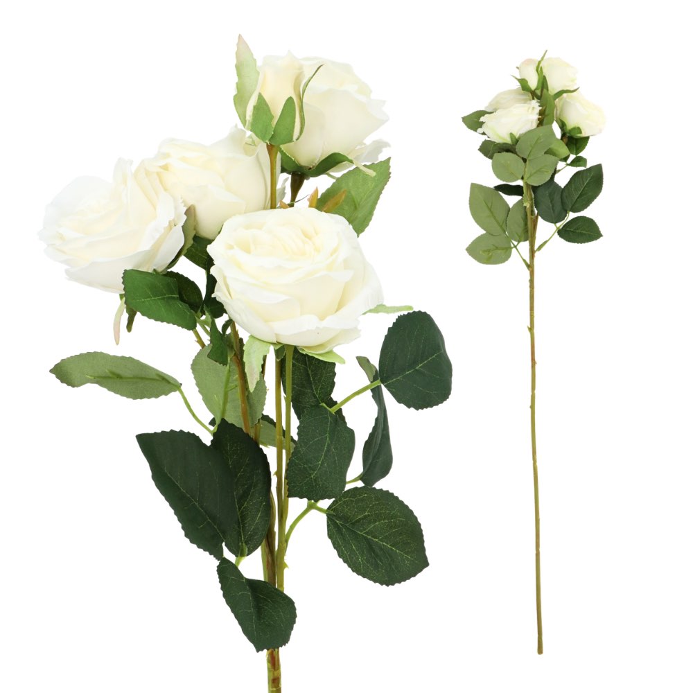 5H David Austin Rose White 68cm