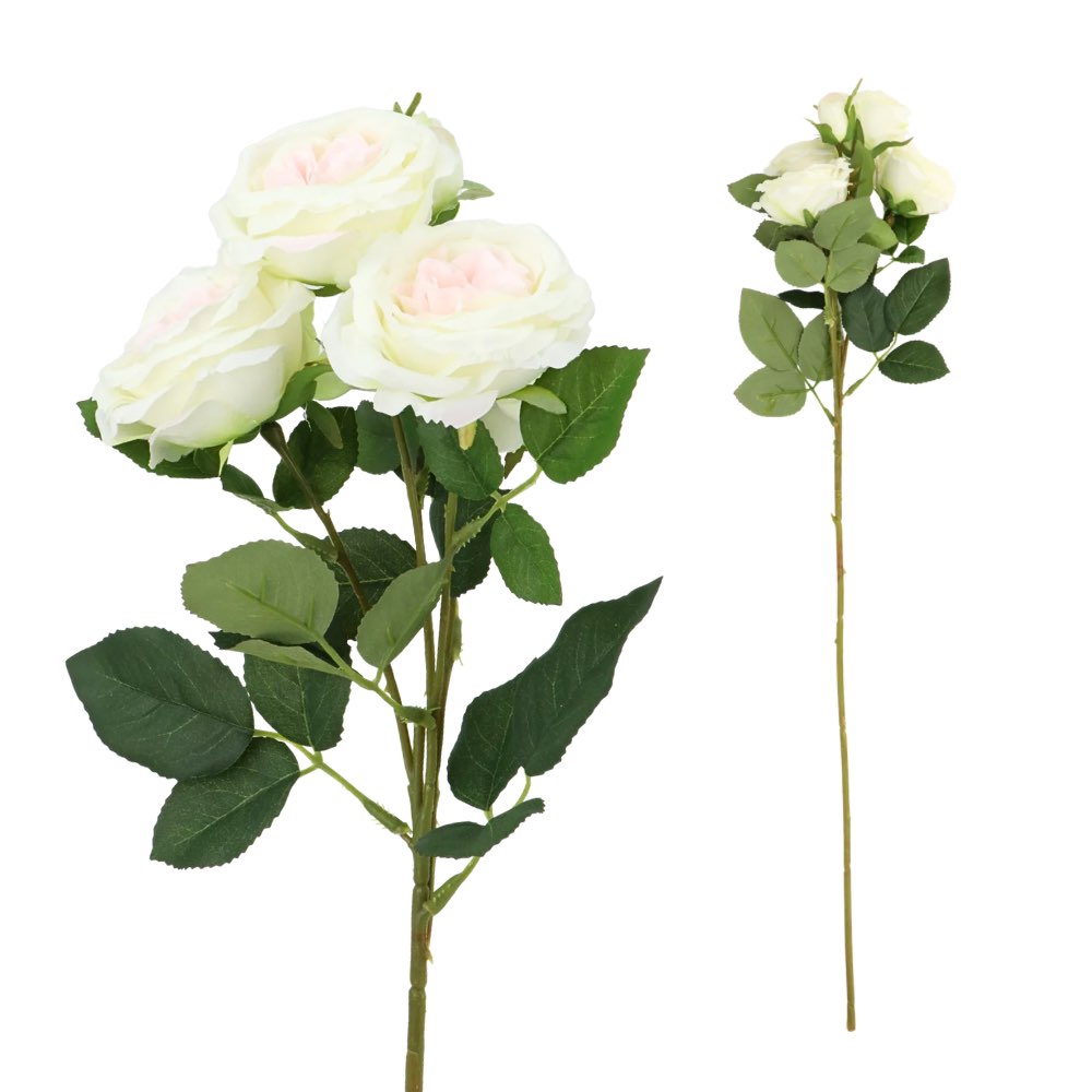 5H David Austin Rose Blush 68cm