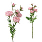 6H David Austin Rose - Pink
