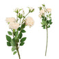 6H David Austin Rose Peach 65cm