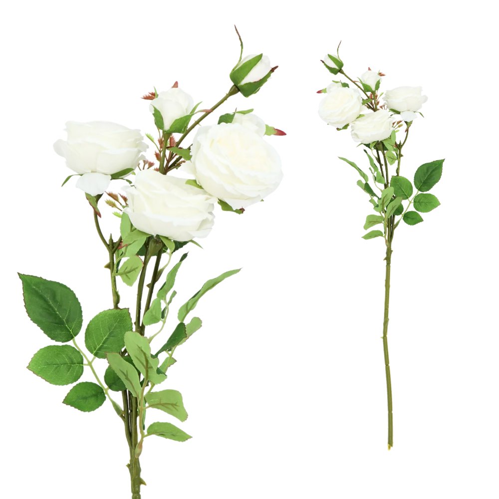 6H David Austin Rose White 65cm