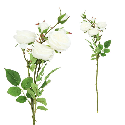 6H David Austin Rose White 65cm