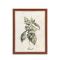 Plastic Wood Framed Wall Art Basil 33x43cm
