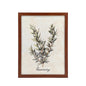 Plastic Wood Framed Wall Art Rosemary 33x43cm