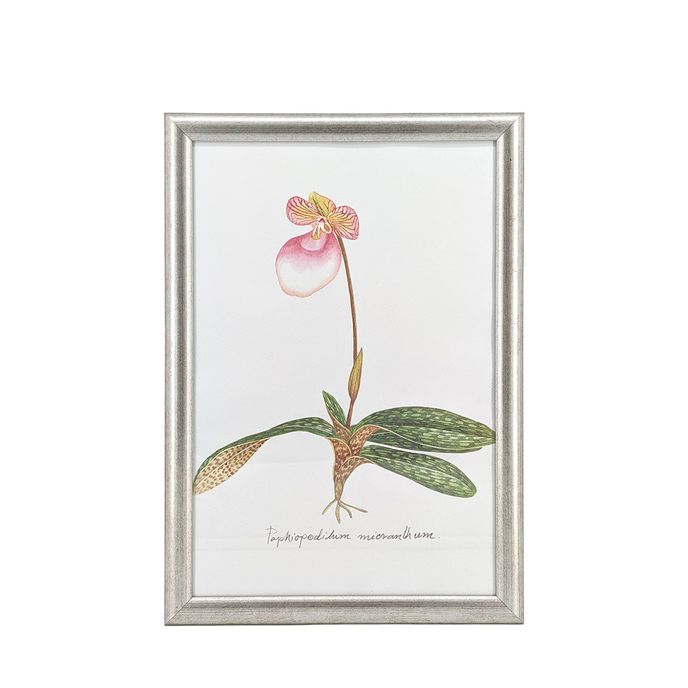 Silver Framed Wall Art Orchid Flower 31x44cm