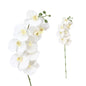 Orchid White 100cm